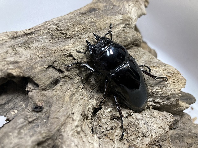カメルーン　レギウスオオツヤクワガタ　♀44.2mm単　後食済・未使用