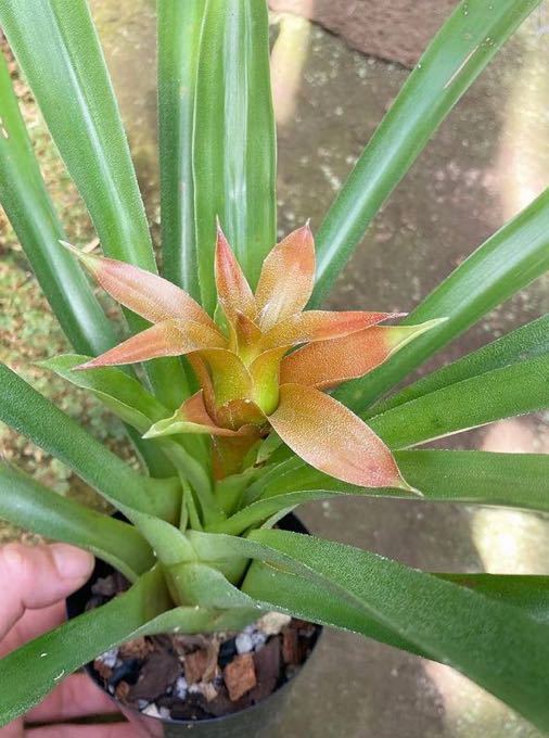 HOT，限定セール Canistrum guzmanioides Bahia Brazil レア苗 / カニストラム グズマニオイデス(アナナス)｜売買されたオークション情報、yahooの商品情報をアーカイブ公開 - オークファン アナナス