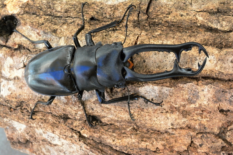 ギラファ・ニルギリエンシス（インド南部亜種）♂92.1mm ♀45.5mm