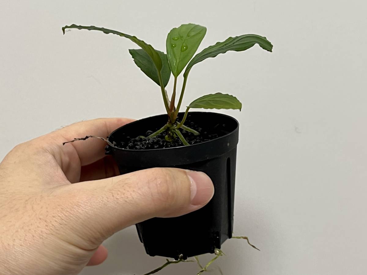 TB便】Bucephalandra kishii ”Kayulapis2” ☆ブセファランドラ 