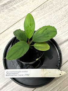 Tb便 Bucephalandra Kishii Kayulapis2 ブセファランドラ カユラピス２ Enjingi Hr
