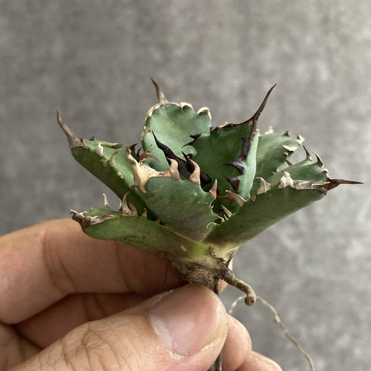 R912-15 特選 アガベ 多肉植物 チタノタ 姫厳竜 強棘 狂刺 短葉
