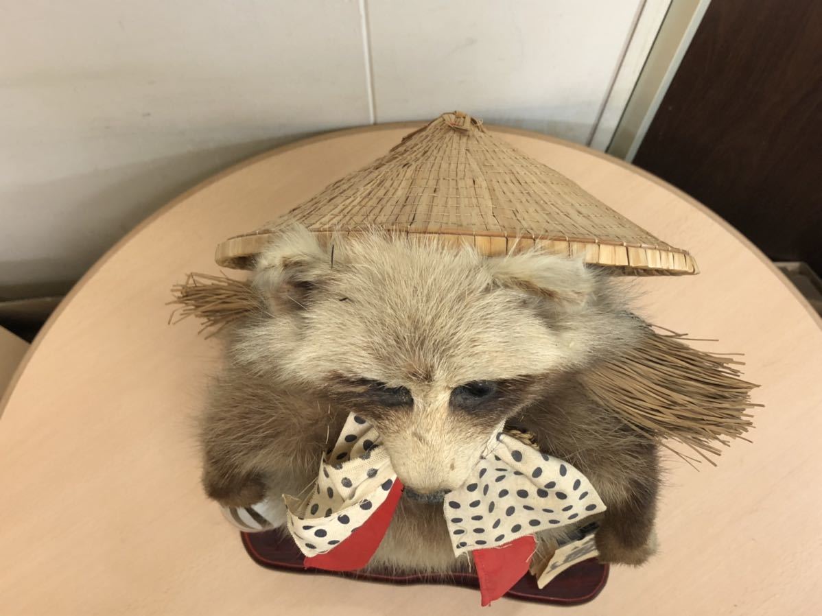 保管品S4213】タヌキの剥製 たぬき 狸 アンティーク (置物)｜売買され