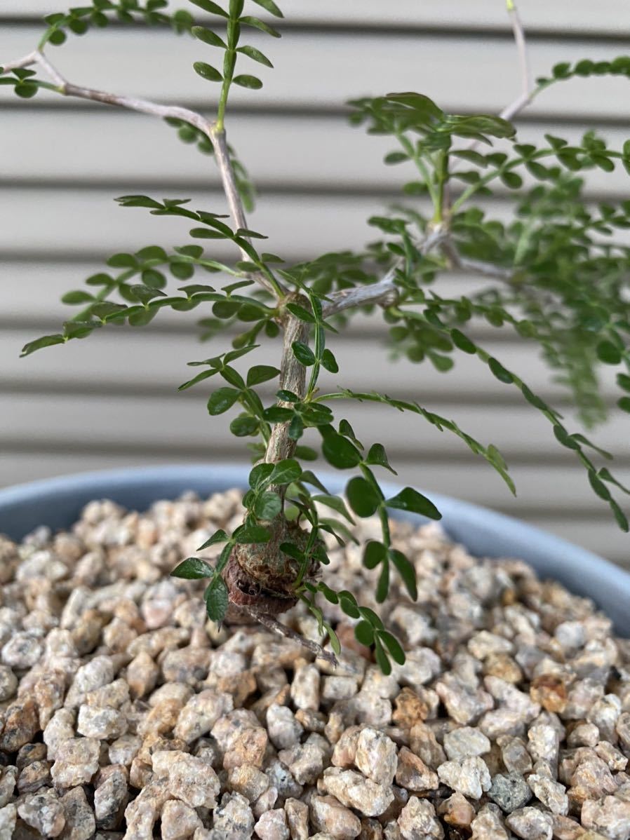 オペルクリカリアパキプス 根差し 塊根植物 コーデックス 【公式通販】