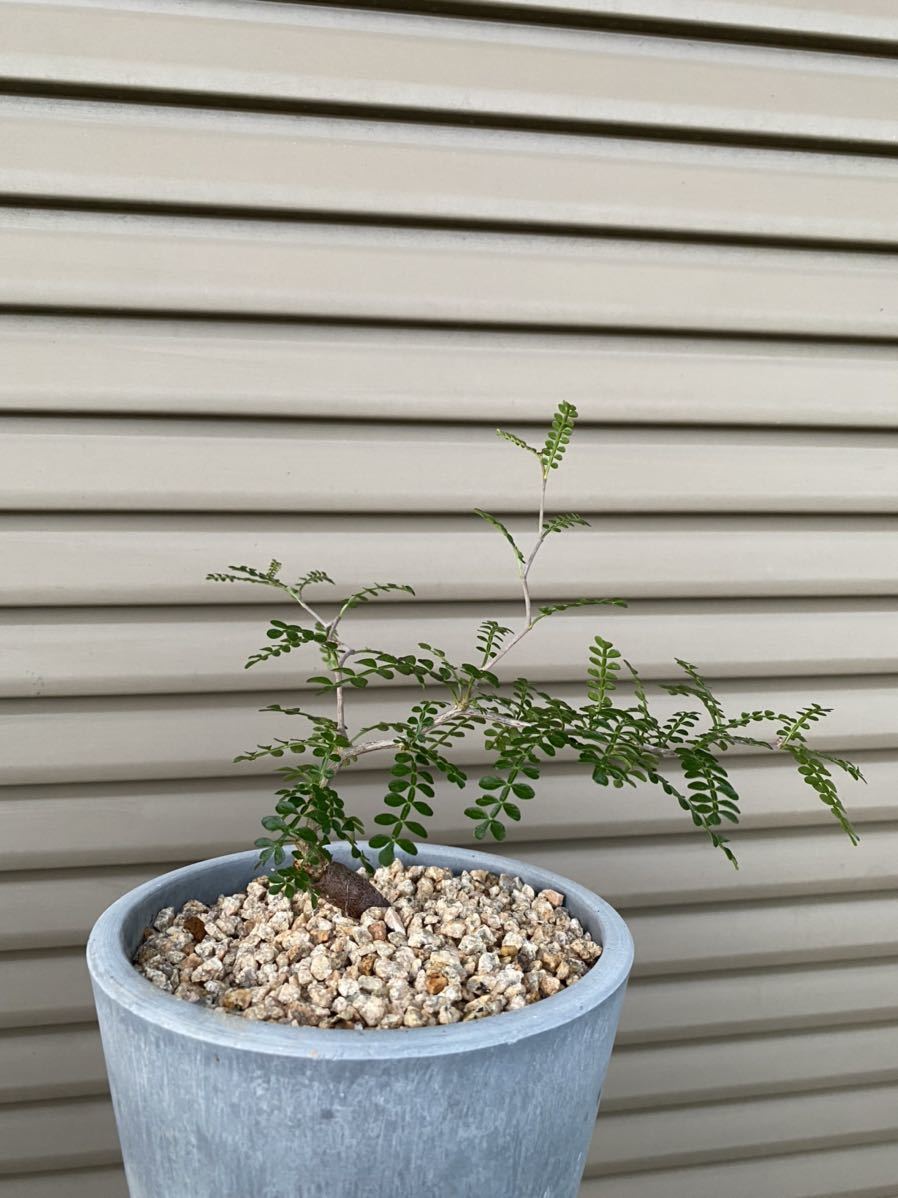 オペルクリカリアパキプス 根差し 塊根植物 コーデックス 【公式通販】