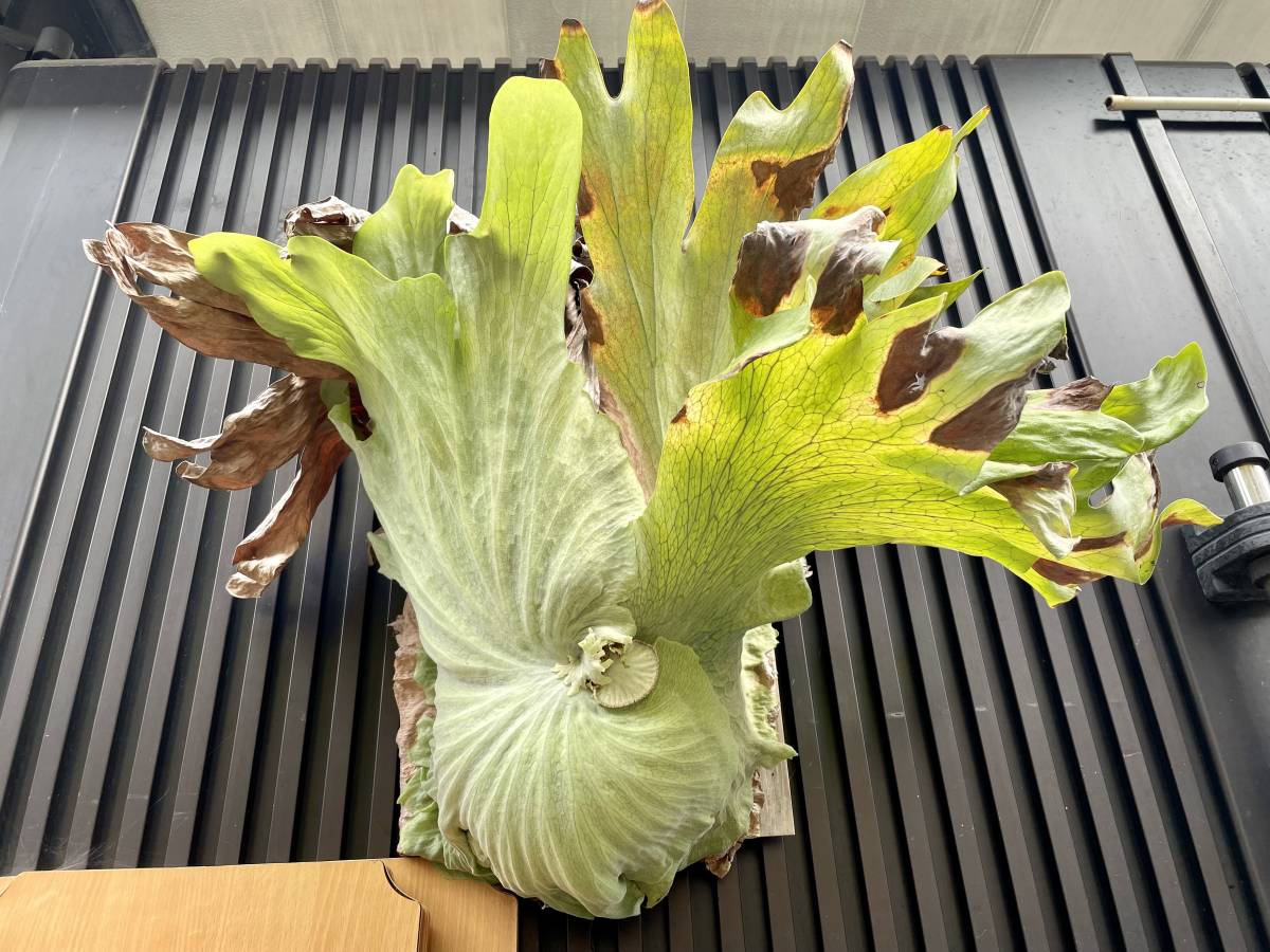 P. Mentelosii (P. stemaria x P. superbum) ビカクシダ 観葉植物