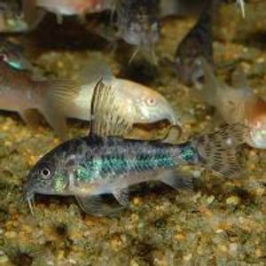 青コリの値段と価格推移は 7件の売買情報を集計した青コリの価格や価値の推移データを公開