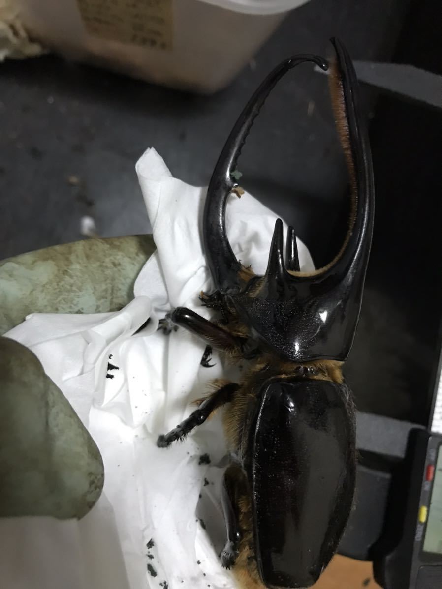オス単品】ネプチューンオオカブト ネプチューン 130ミリ
