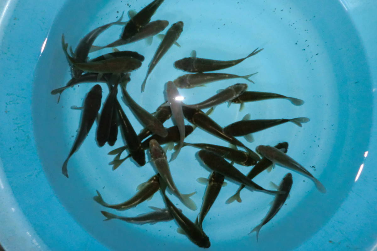 Yahoo!オークション - 一匹 （9㎝前後 「真鯉 黒鯉」ペット、生き物の 