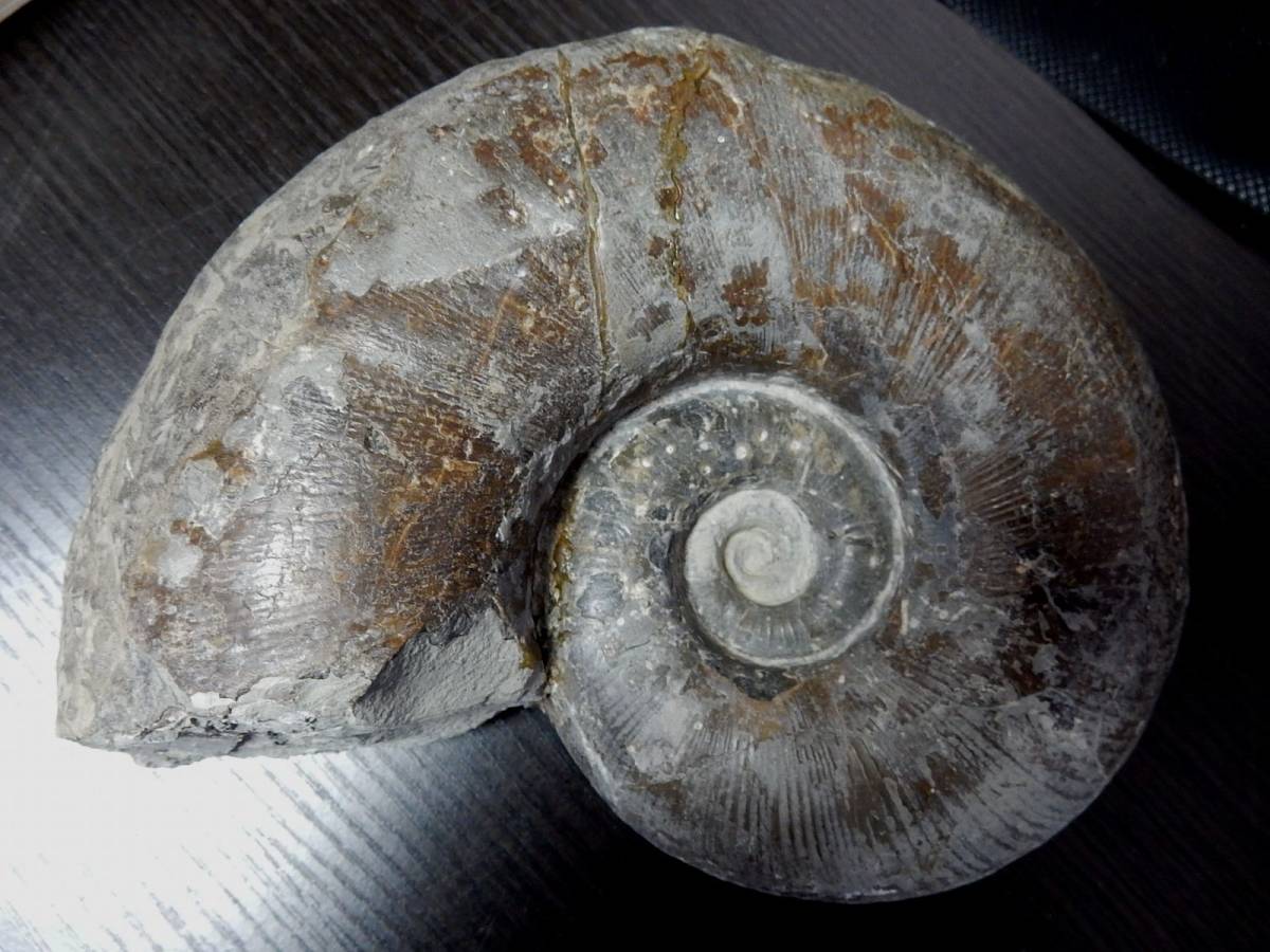 アンモナイト（Ammonite）｜化石販売・鉱物販売の東京サイエンス towi 