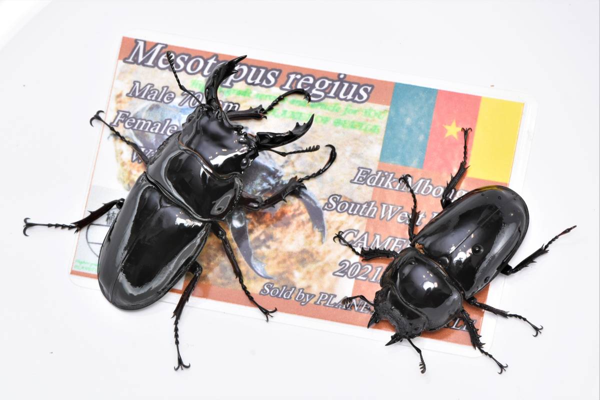 レギウスオオツヤクワガタ野外個体からのF1成虫♂♀♀♀ 4頭セット