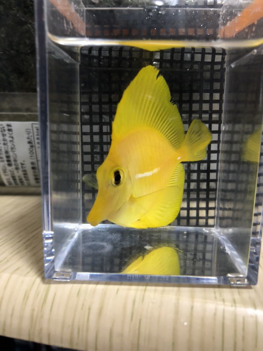 キイロハギ ワイルド 沖縄天然採取個体② キイロハギ ワイルド 沖縄産 