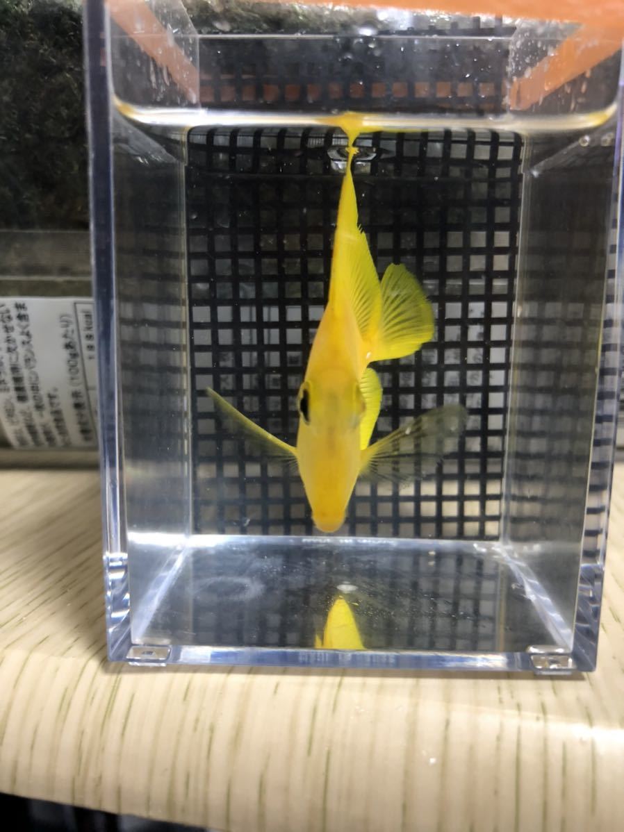 キイロハギ ワイルド 沖縄天然採取個体② キイロハギ ワイルド 沖縄産 