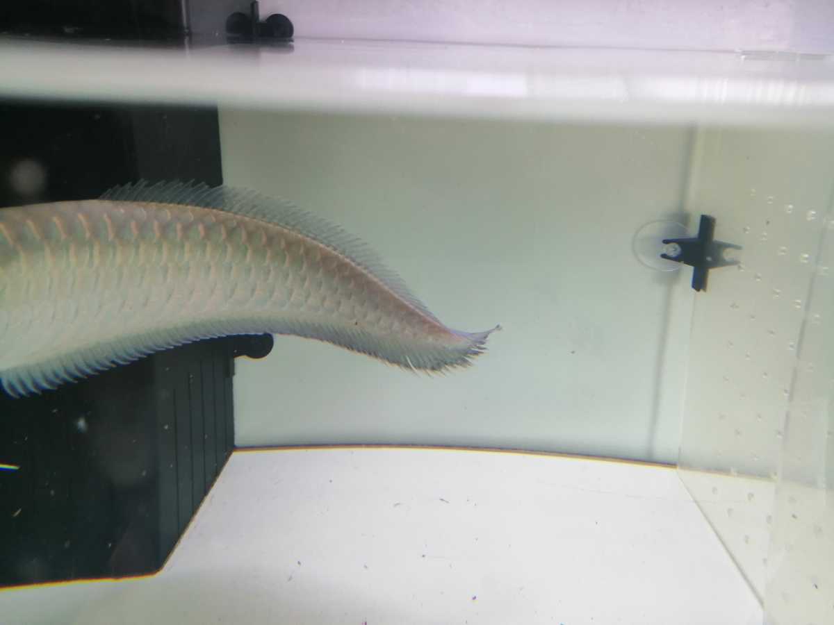 ブラックアロワナ 60センチ手前(アロワナ)｜売買されたオークション  