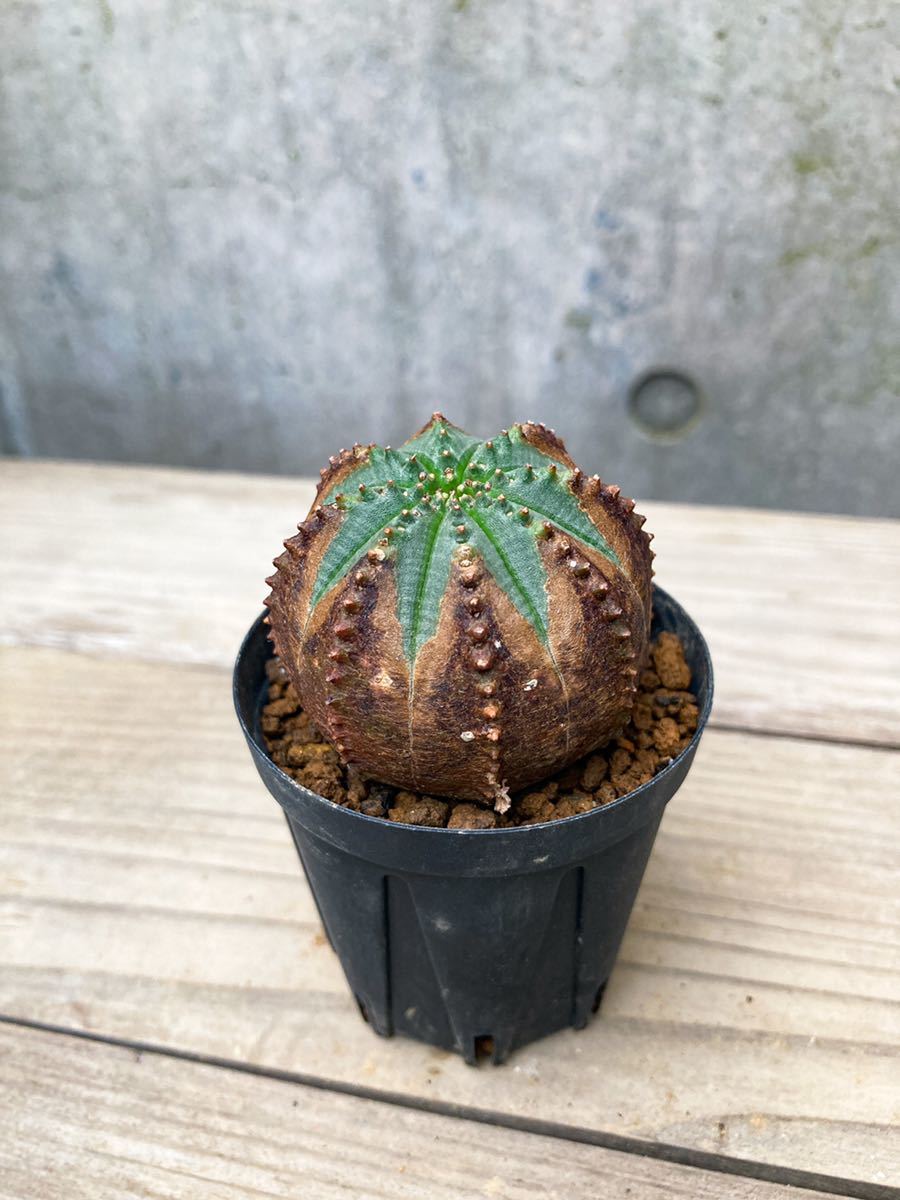【HOT，人気SALE】 Euphorbia obesa D222 美模様 古株 ユーフォルビア オベサ(サボテン)｜売買されたオークション情報、yahooの商品情報をアーカイブ公開 - オークファン サボテン