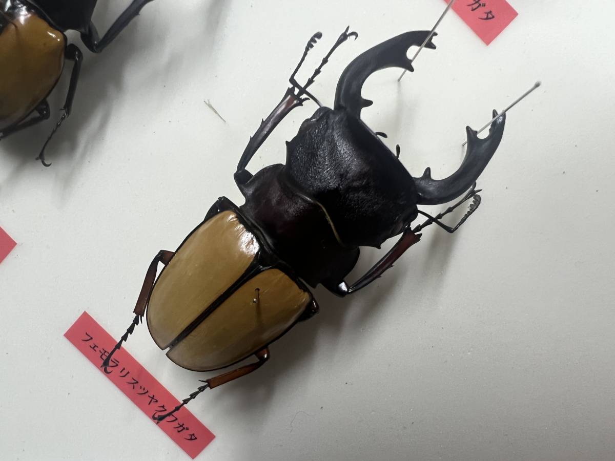 標本 キクロマトス4種 9頭セット ブリード品 【公式通販】