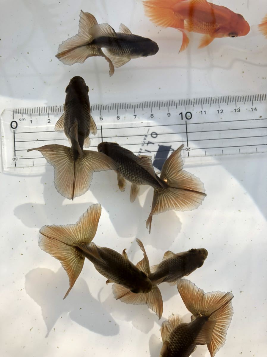 土佐錦 明け2歳魚 5cm 10尾 土佐錦 土佐金 当歳 10