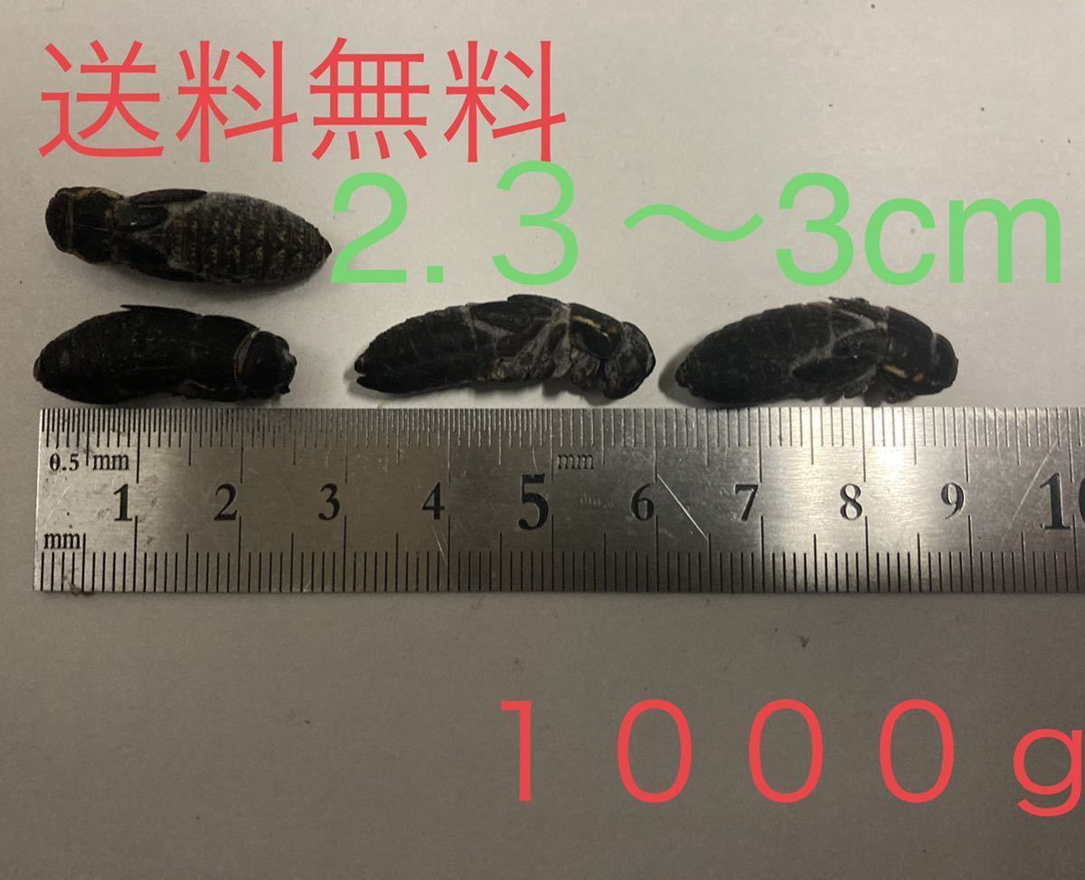 清潔コオロギ2.2kg 冷凍コオロギ　ＭＬサイズ　クロコオロギ約2kg 冷凍クロコオロギ2.3〜3cm送料無料 1000g 増量中 冷凍コオロギ | 約