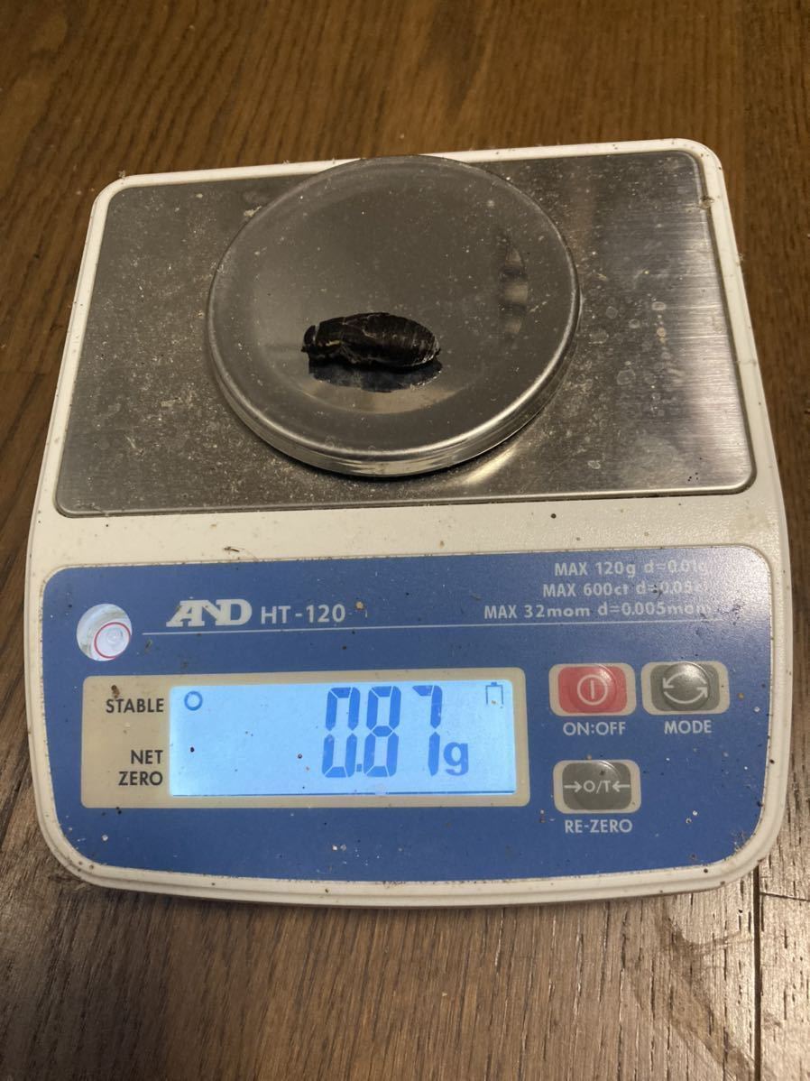 冷凍クロコオロギ2.3〜3cm送料無料 1000g 増量中 冷凍コオロギ | 約