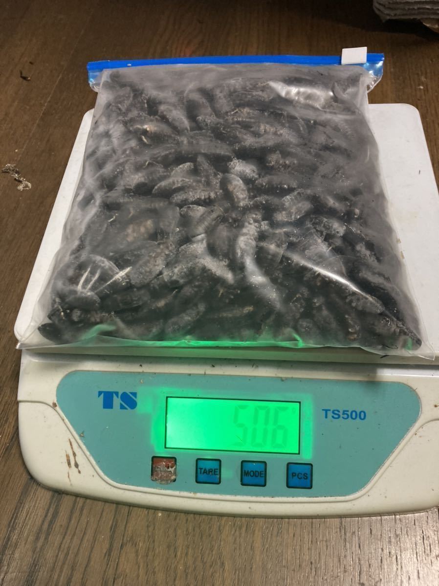 冷凍クロコオロギ2.3〜3cm送料無料 1000g 増量中 冷凍コオロギ | 約