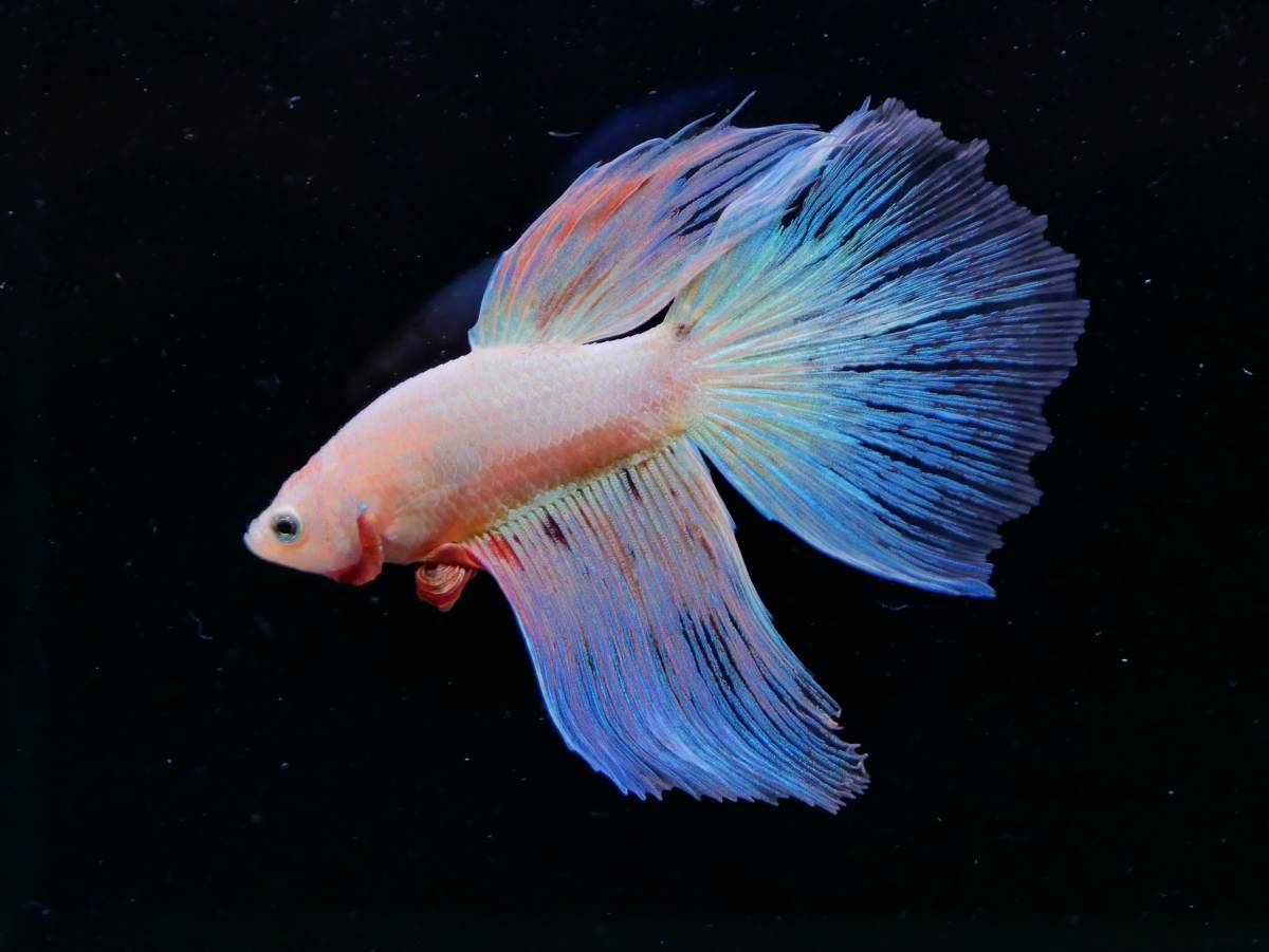 【PoPo Betta】ベタ　F44　HMピンクオーロラ　♂　タイ直輸入　