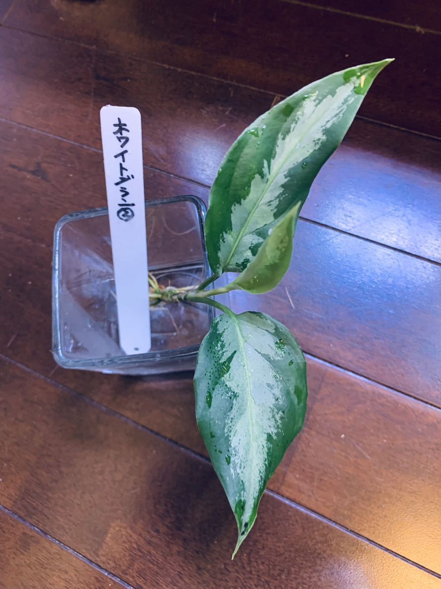 ◎アグラオネマ ホワイトブラン◎ Aglaonema pictum White Bulan ②