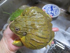 7 9センチくらい ナンベイウシガエル １匹での価格です Www Mayfloweracademy Org