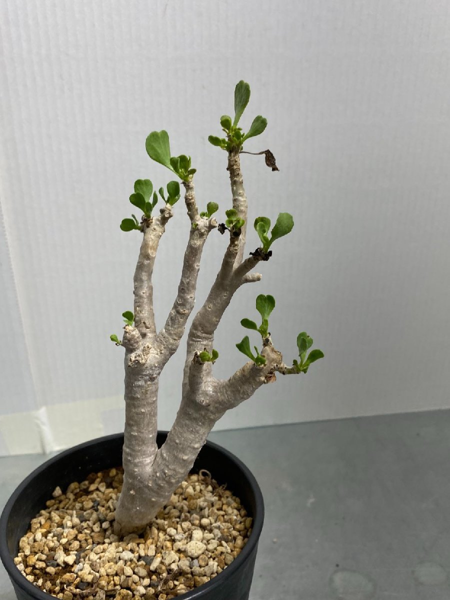 定番人気，2026 ム048 現地 オトンナ フルカタ 発根 発芽 Othonna furcata 多肉植物 塊根植物(観葉植物)｜売買されたオークション情報、yahooの商品情報をアーカイブ公開 - オークファン その他