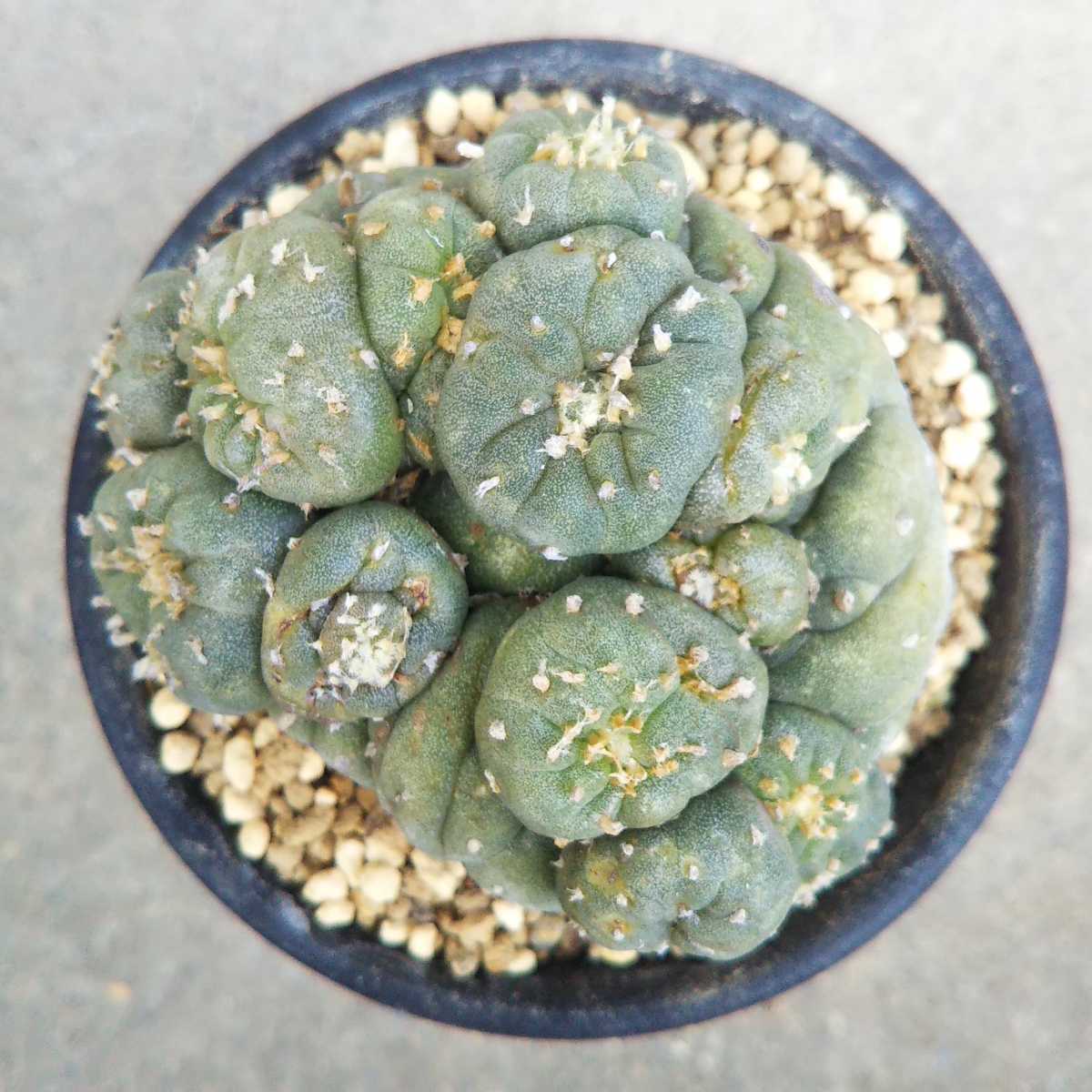 ロフォフォラ Lophophora 銀冠玉 | fricii f. ⁄ (銀冠モンスト) 万緑 ※実生