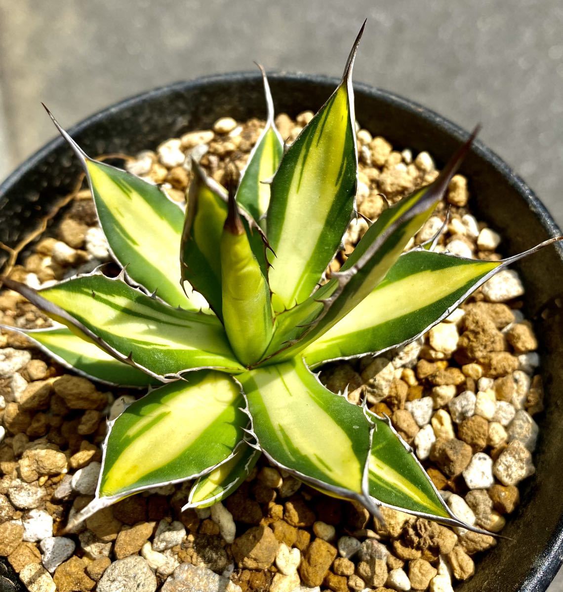 多肉植物 アガベ ホリダ黄中斑 アガベ 多肉植物 ホリダ黄中斑 発根済み