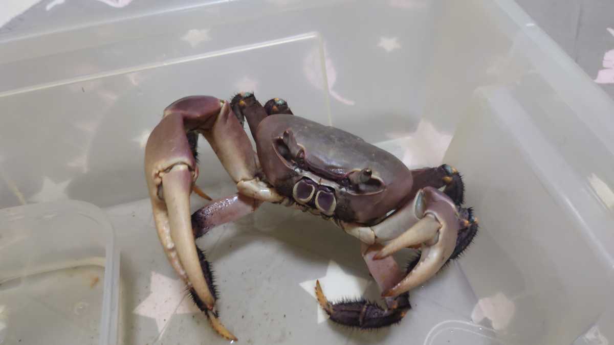 『送料無料』【大型】オオオカガニ（ミナミオカガニ）オス♂　沖縄県より＜甲羅：９センチ、ハサミ：１０センチ＞