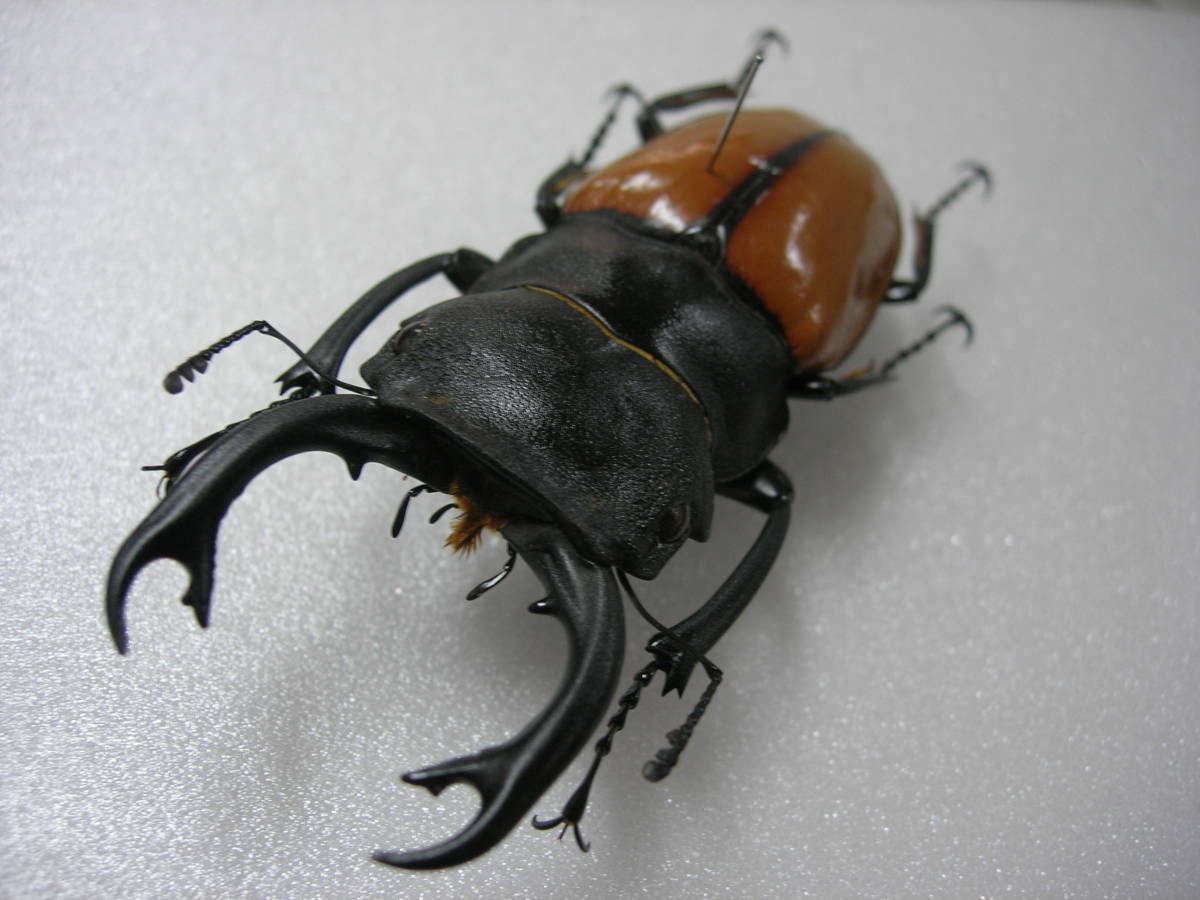 昆虫標本☆ボルネオ産カステルナウディツヤクワガタ♂79.5ミリ 