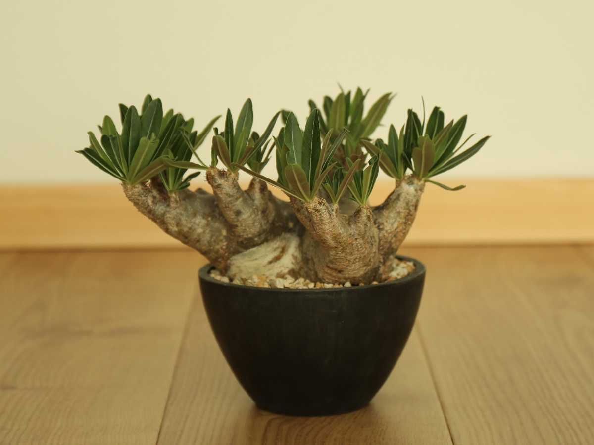観葉植物 【植物引退】イノピナツム 現地球