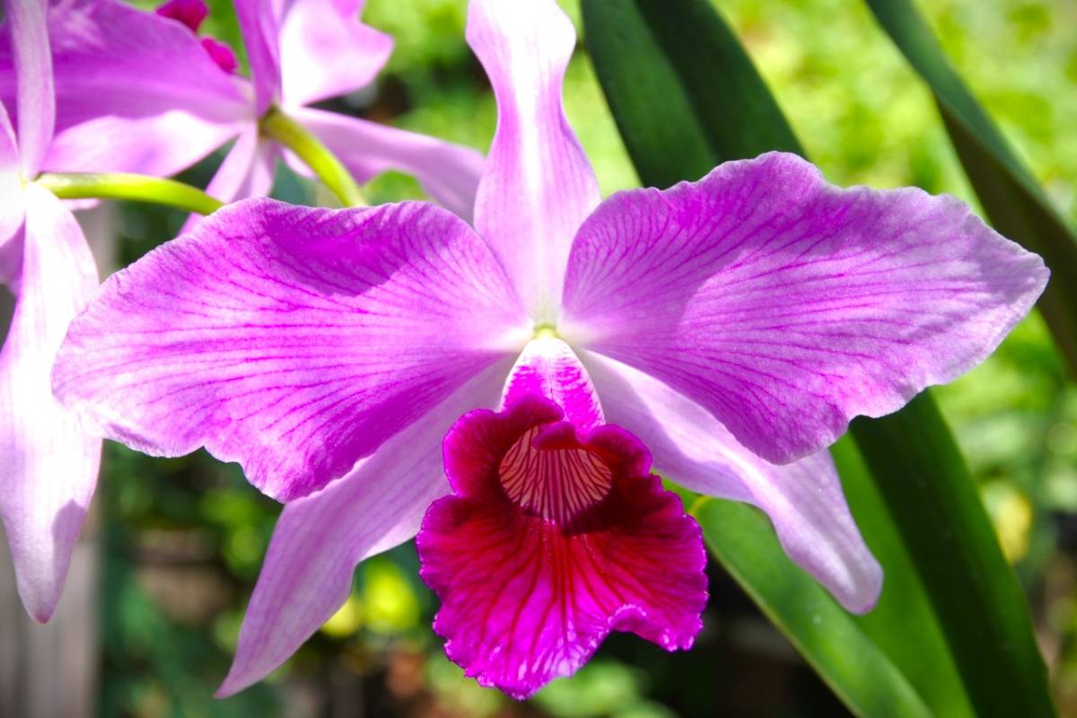 C 原種】Cattleya purpurata カトレア 洋蘭