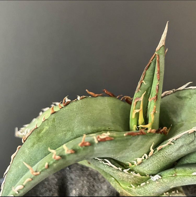 アガベ オテロイ実生 OSP株 3株セット 観葉植物