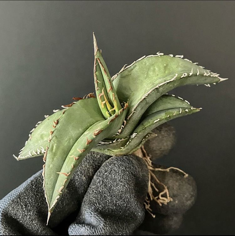 アガベ オテロイ実生 OSP株 3株セット 観葉植物