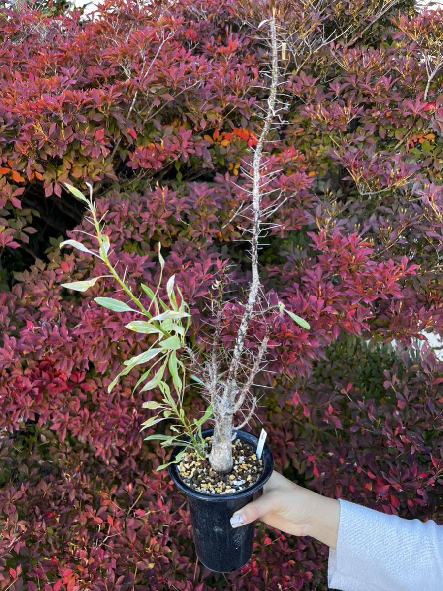 フォークイエリア プルプシー 実生 Fouquieria purpusii 塊根植物