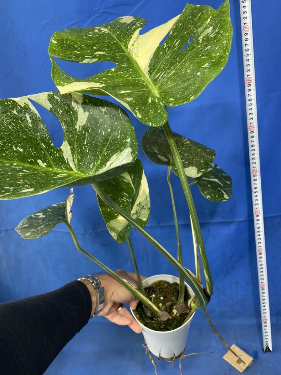 Monstera borsigiana 斑入りモンステラ・ボルシギアナ KN 1円！ 白斑モンステラ ボルシギアナ（MONSTERA DELICIOSA var