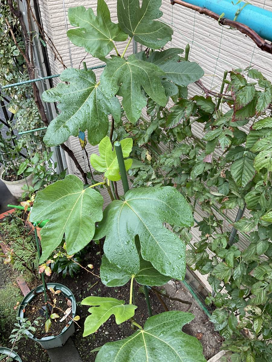 いちじく挿し木穂木 Black Madeira KK イチジク挿し木用穂木 1本 Black