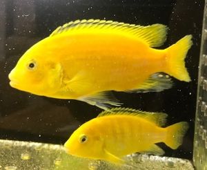 アフリカンシクリッドの値段と価格推移は 97件の売買情報を集計したアフリカンシクリッドの価格や価値の推移データを公開