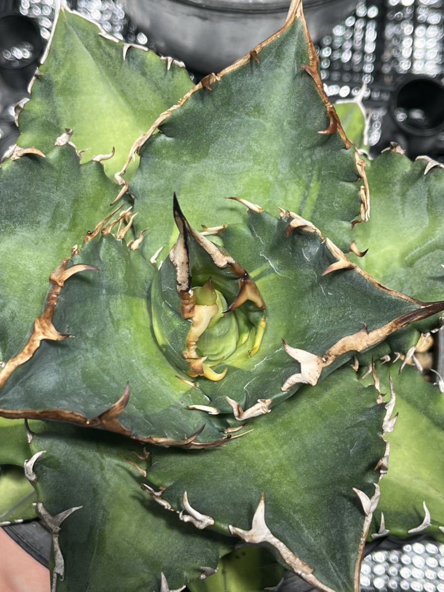 アガベ チタノタ 表裏棘タイプ 子株① agave