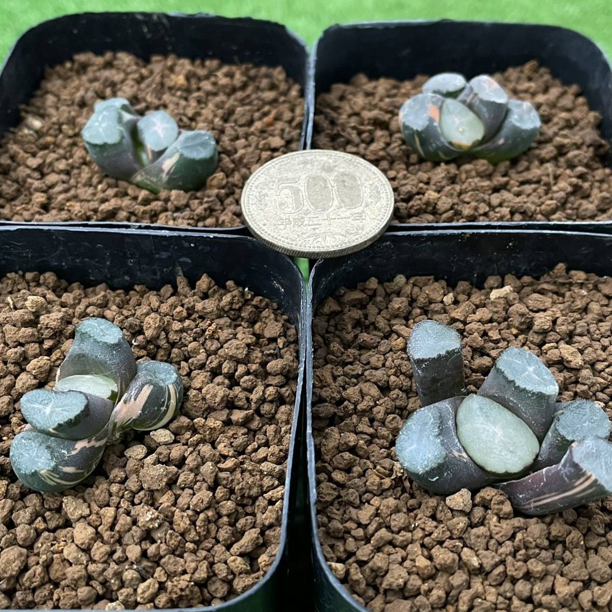 ≧∇≦）多肉植物 ハオルチア 万象錦 4鉢セット 5 【公式通販】