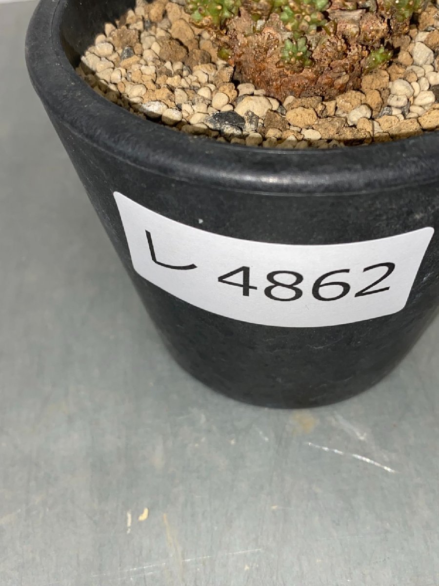 日本製・高品質 レ4862 「多肉植物」ユーフォルビア ムルチセプス 植え
