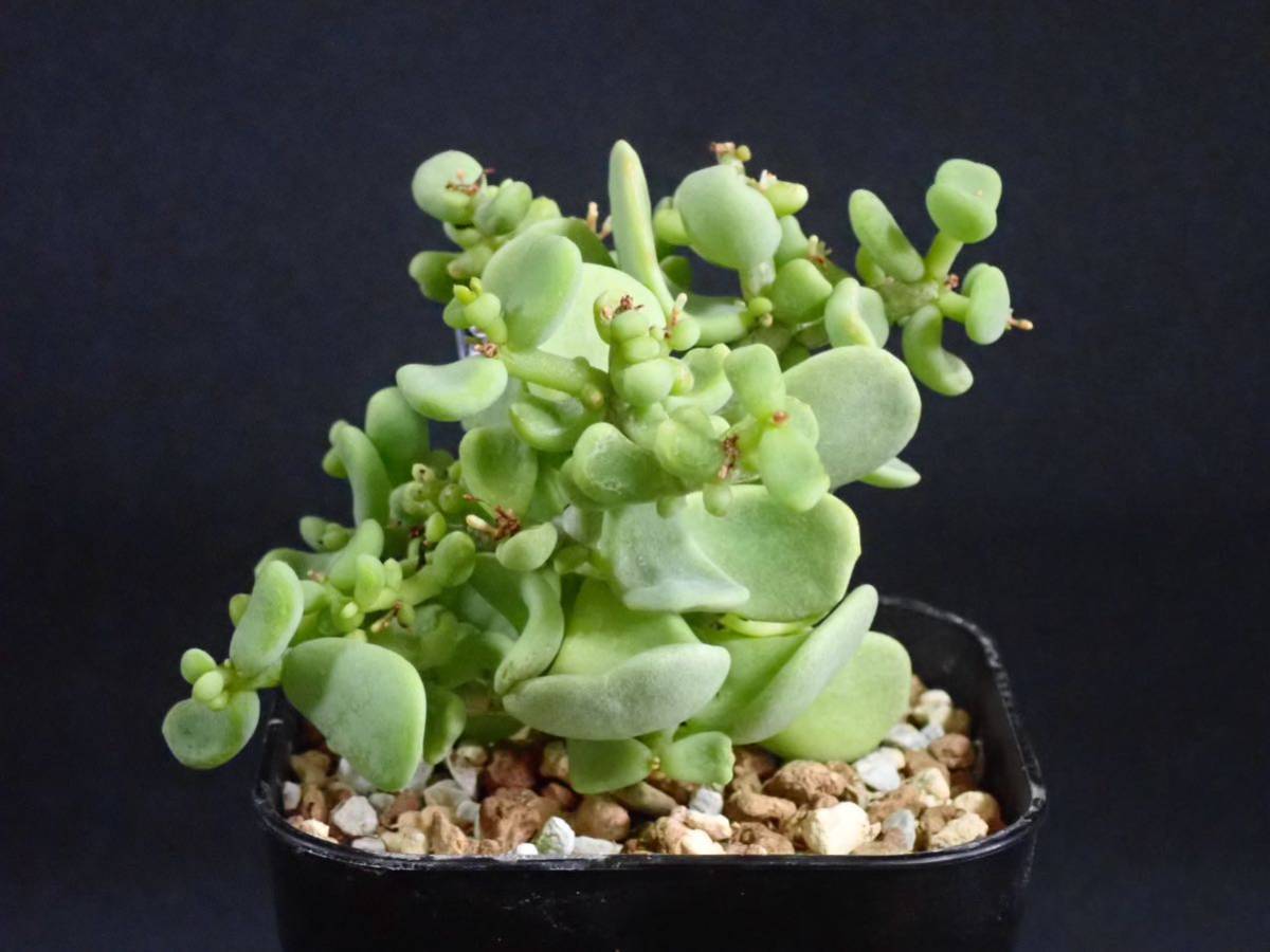 人気セール，新品 ケラリア ピグマエア 雄株 Ceraria pygmaea 2022/2 