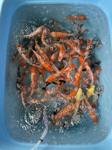 錦鯉 稚魚のヤフオク の相場 価格を見る ヤフオク の錦鯉 稚魚のオークション売買情報は27件が掲載されています