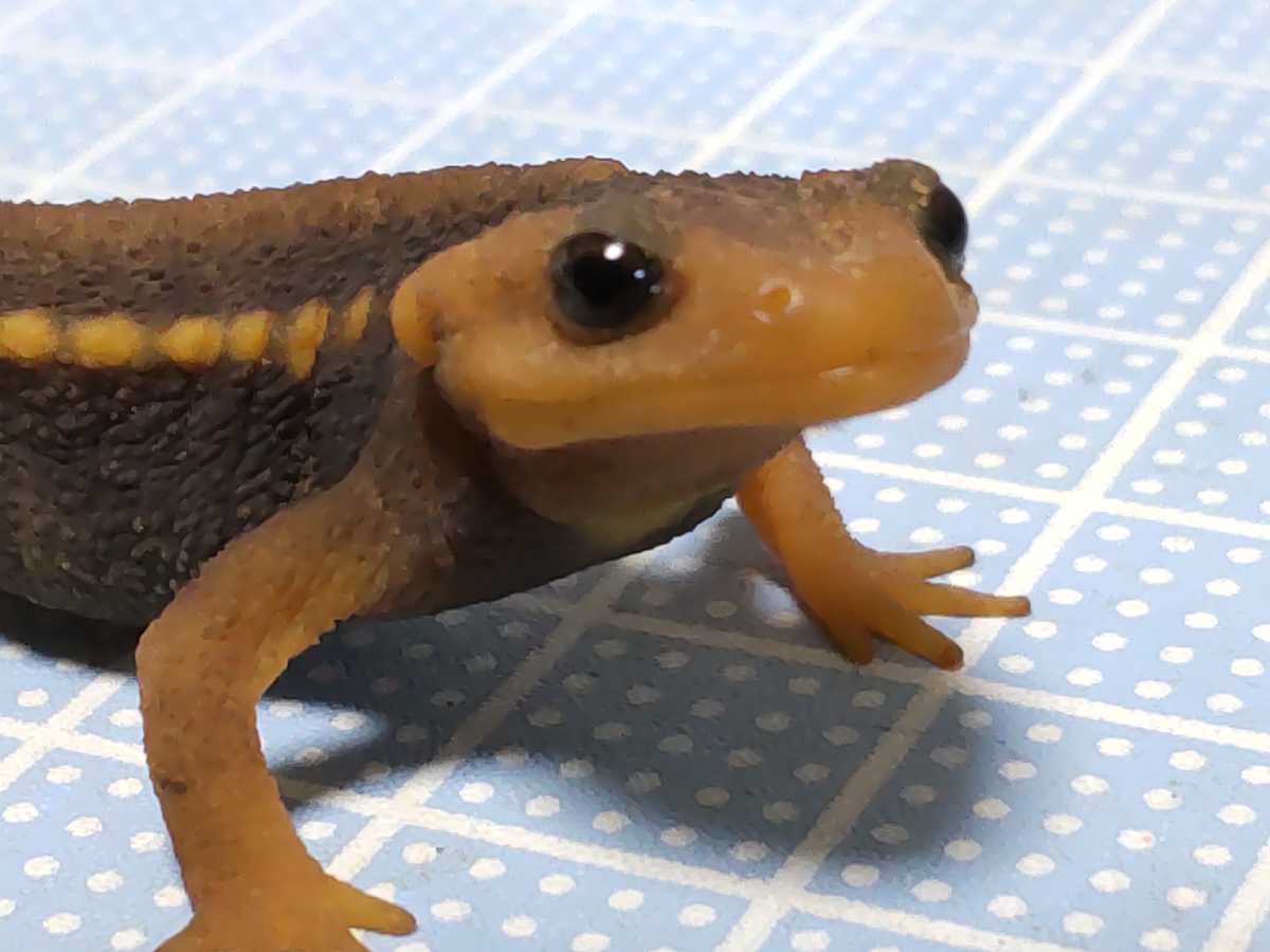 アメイロイボイモリ 3匹 アメイロイボイモリ 国内CB 1匹 | まるころ商店