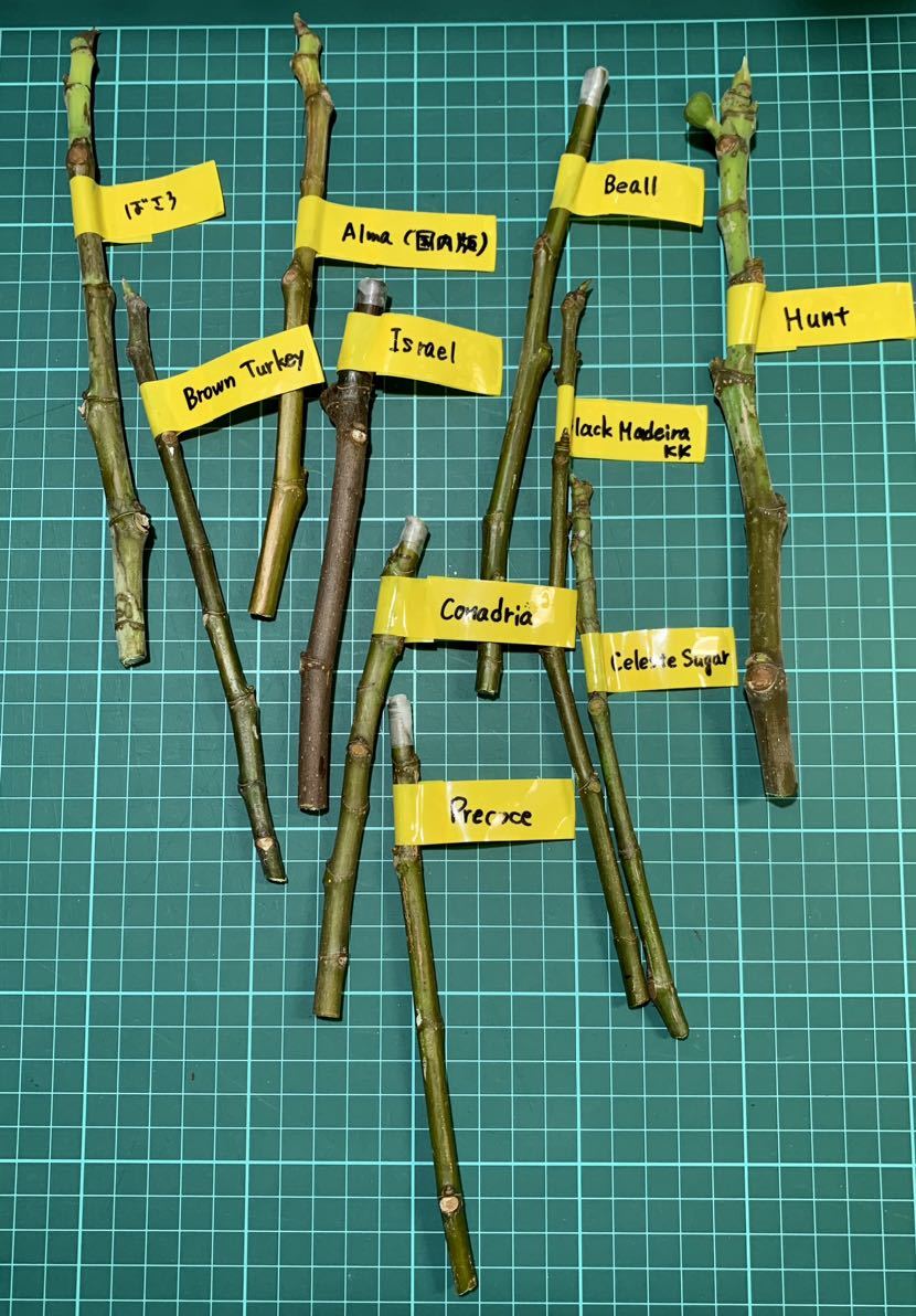 【注文受付用】いちじく挿し木用 穂木 イチジク 54品種 挿し木・接ぎ木用 穂木挿し穂セット