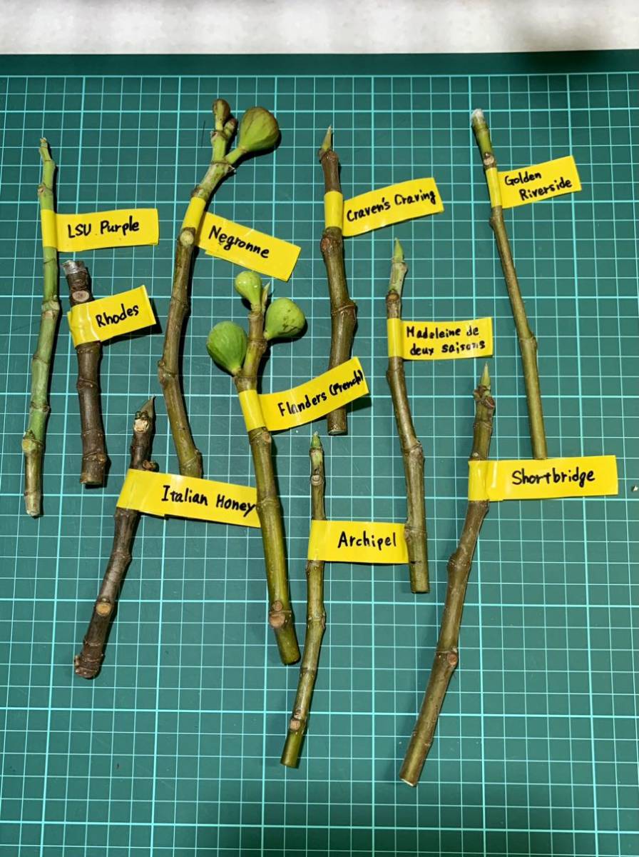 イチジク 54品種 挿し木・接ぎ木用 穂木挿し穂セット