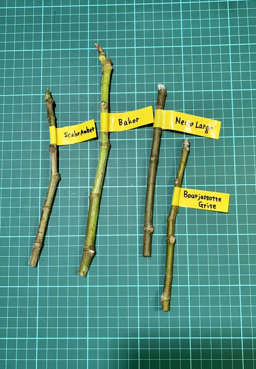 イチジク穂木凪出品 イチジク 54品種 挿し木・接ぎ木用 穂木挿し穂セット