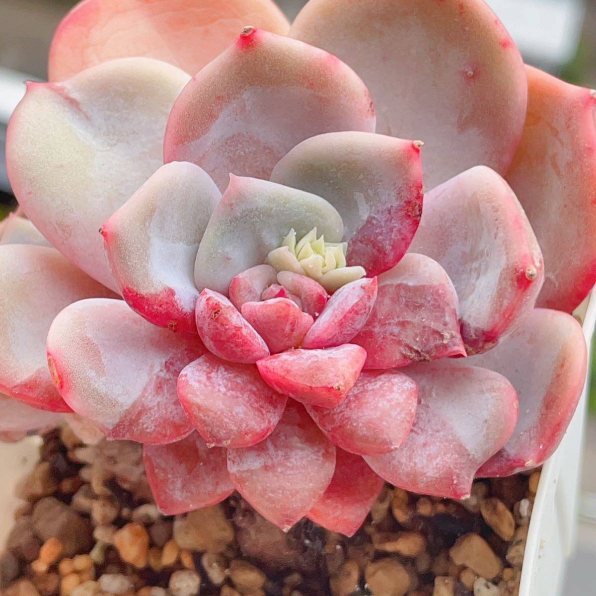 ≧∇≦）多肉植物 ハオルチア 赤線レンズオブツーサ錦 極上斑B